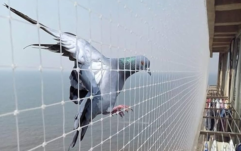 Anti Bird Net Installation Services In Maharashtra
